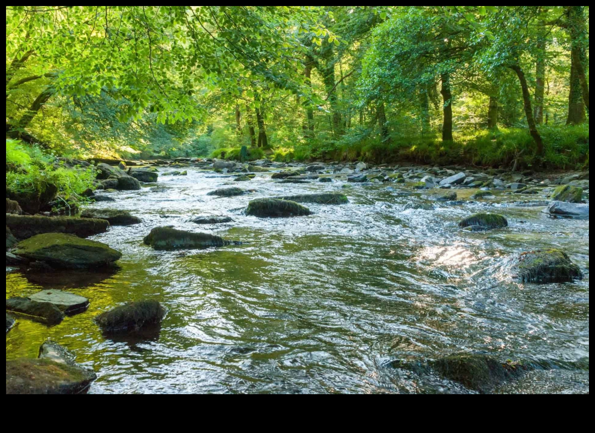 Forest Flow: Exerciții în aer liber înconjurat de copaci liniștiți